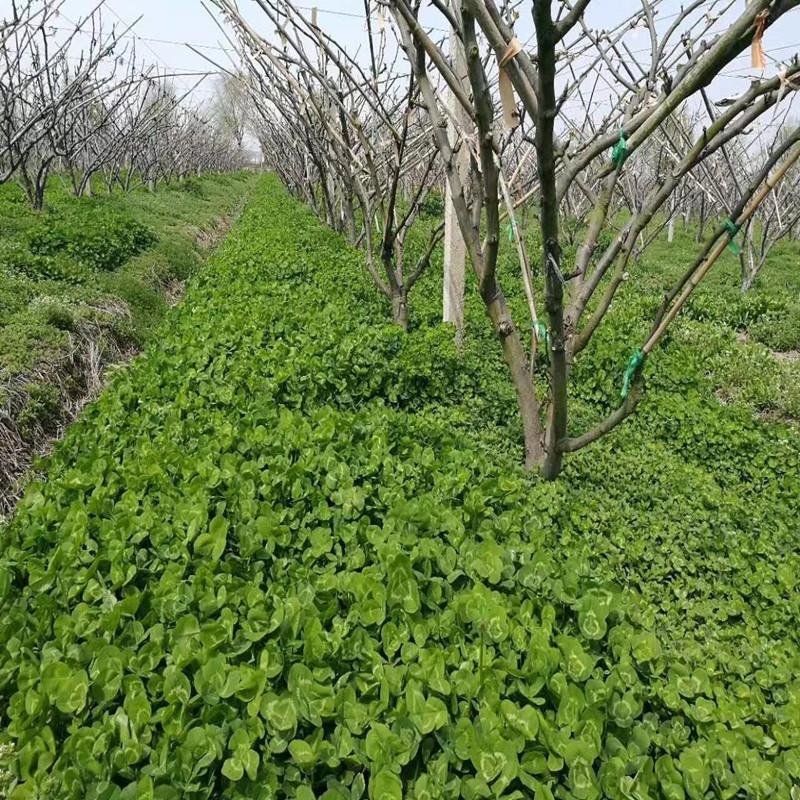 野豌豆种子箭舌豌豆优质高效绿肥饲肥兼用适应性广抗逆性强