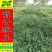 野豌豆种子箭舌豌豆优质高效绿肥饲肥兼用适应性广抗逆性强