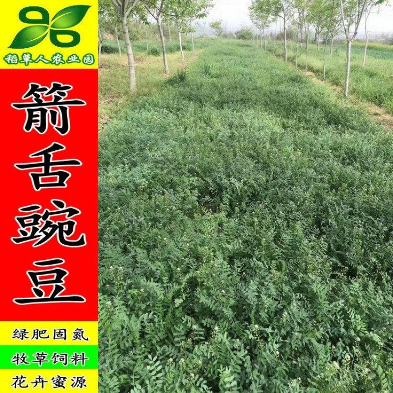 野豌豆种子箭舌豌豆优质高效绿肥饲肥兼用适应性广抗逆性强