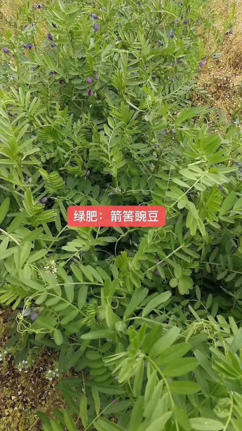 野豌豆种子箭舌豌豆优质高效绿肥饲肥兼用适应性广抗逆性强