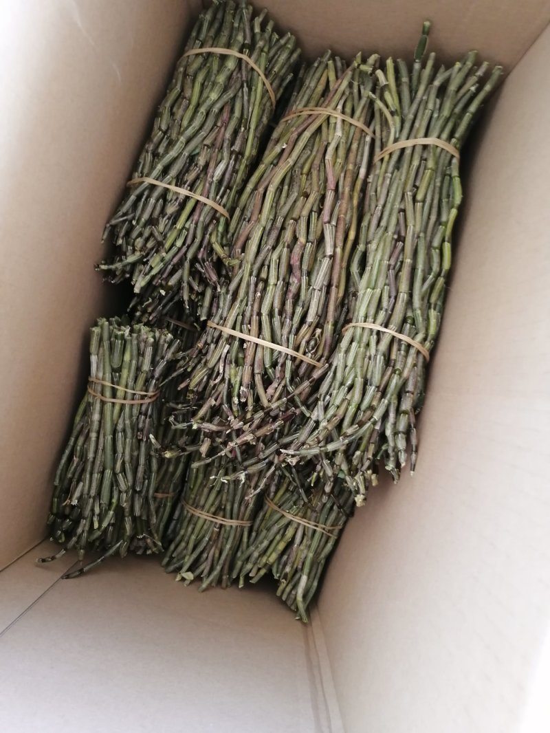 铁皮石斛鲜条品质把控一手货源基地直发量大从优