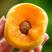 【热卖】巨蜜王杏树苗包成活包品种全程提供技术指导现挖现卖