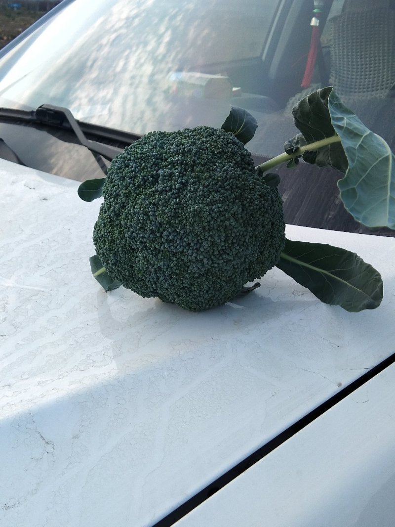 慈溪博海喜精品西兰花
