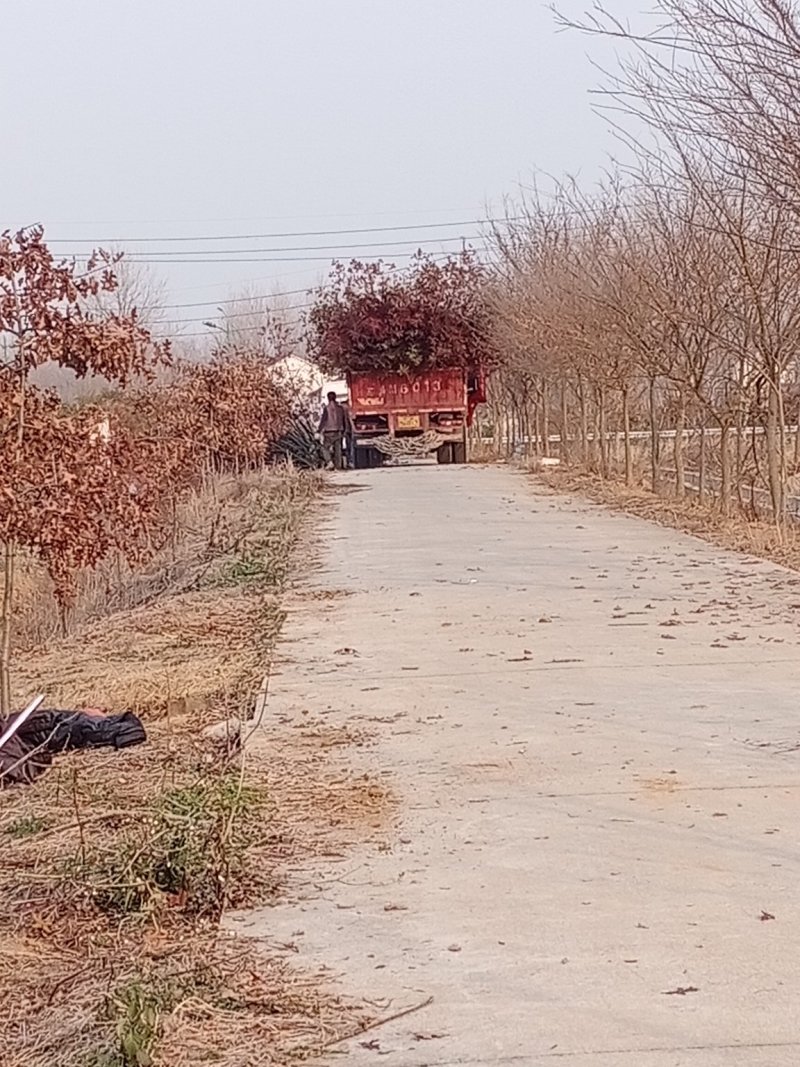 娜塔栎舒玛栎沼生栎红橡木树红楠量大可以直接基地选苗