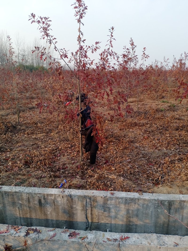 娜塔栎舒玛栎沼生栎红橡木树红楠量大可以直接基地选苗