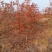 娜塔栎舒玛栎沼生栎红橡木树红楠量大可以直接基地选苗