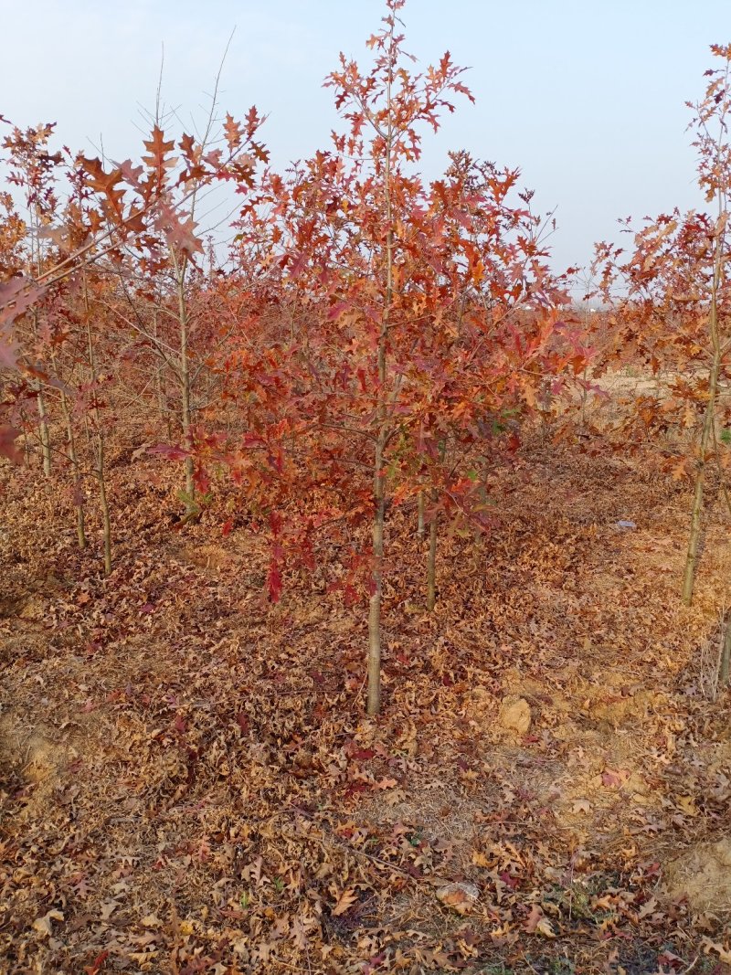 娜塔栎舒玛栎沼生栎红橡木树红楠量大可以直接基地选苗