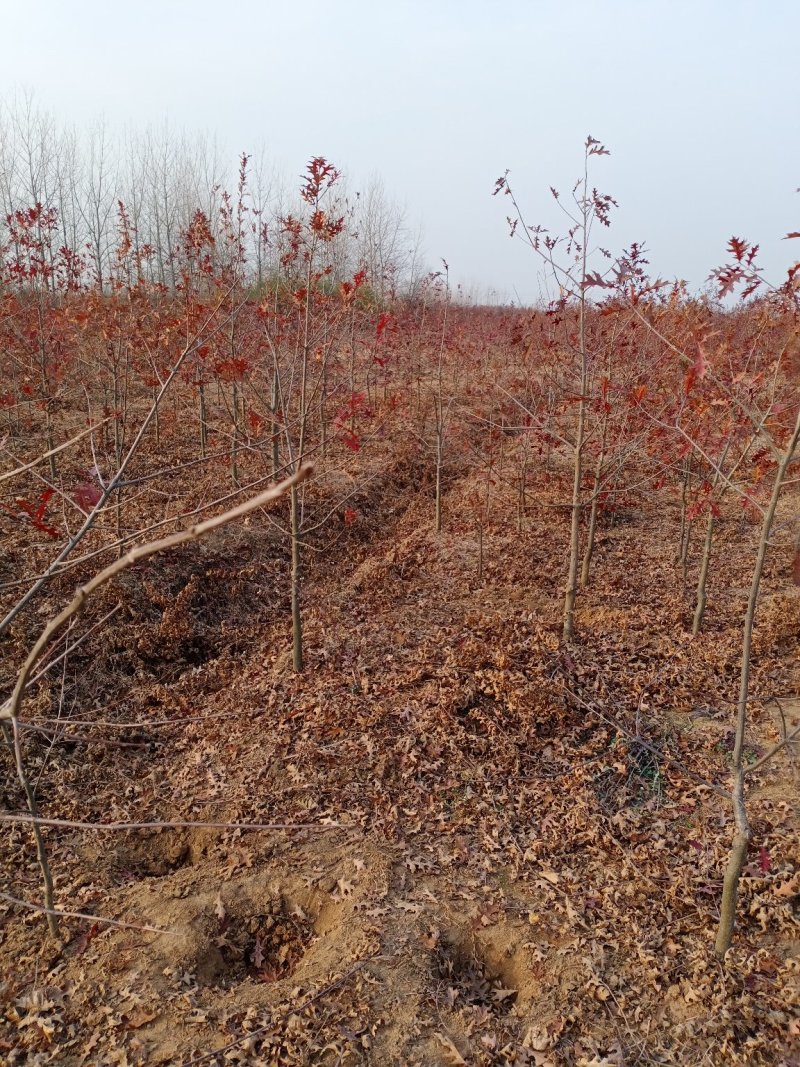 娜塔栎舒玛栎沼生栎红橡木树红楠量大可以直接基地选苗