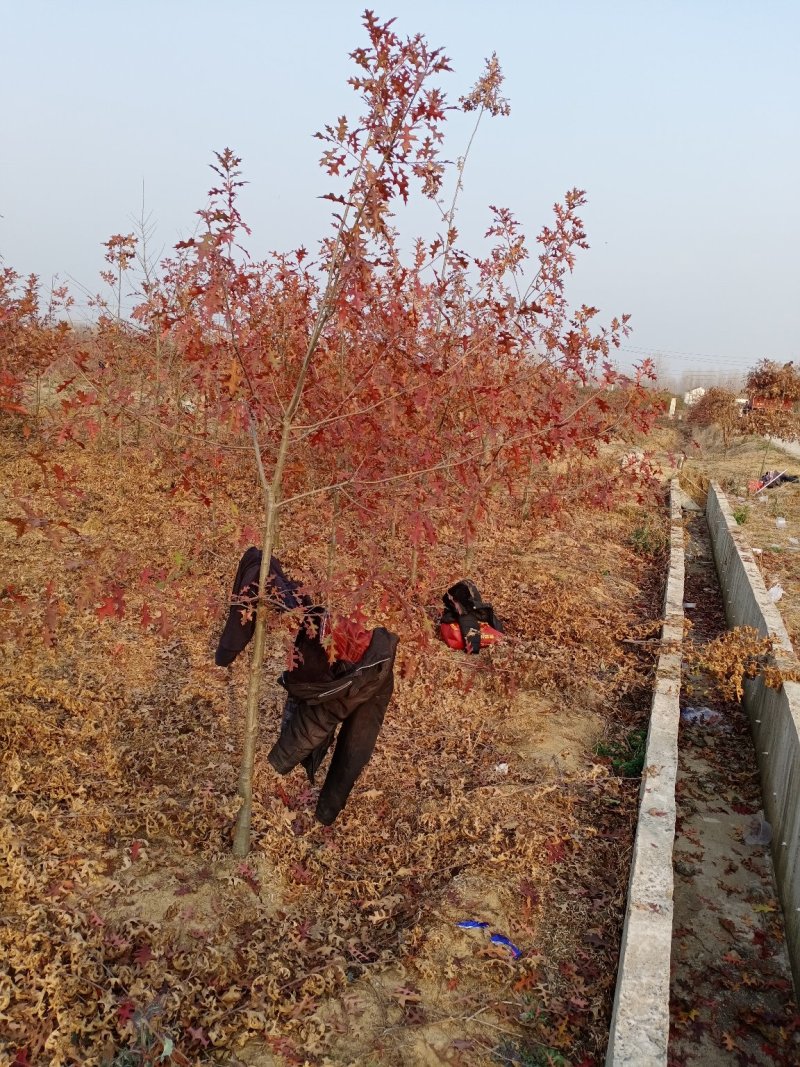 娜塔栎舒玛栎沼生栎红橡木树红楠量大可以直接基地选苗