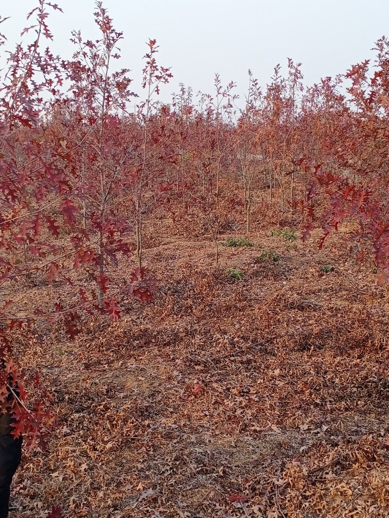 娜塔栎舒玛栎沼生栎红橡木树红楠量大可以直接基地选苗