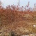 娜塔栎舒玛栎沼生栎红橡木树红楠量大可以直接基地选苗