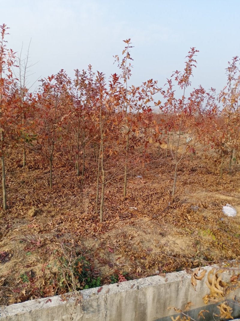 娜塔栎舒玛栎沼生栎红橡木树红楠量大可以直接基地选苗