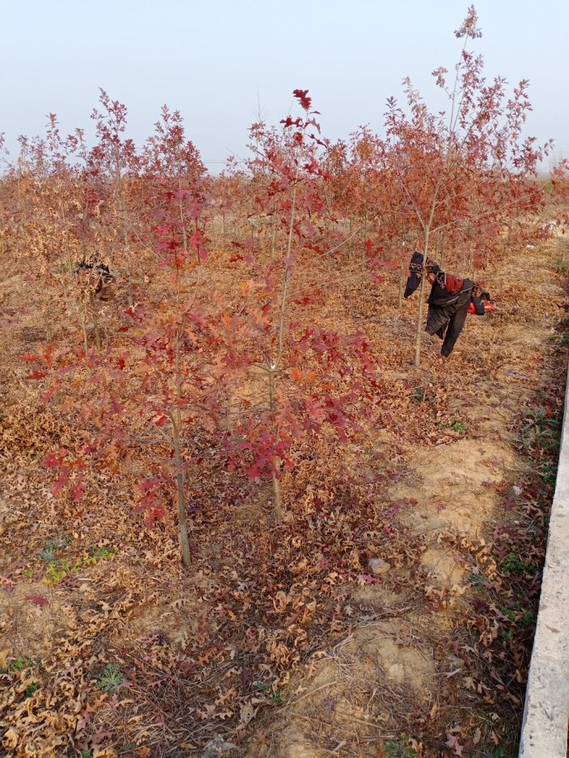 娜塔栎舒玛栎沼生栎红橡木树红楠量大可以直接基地选苗