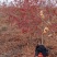 娜塔栎舒玛栎沼生栎红橡木树红楠量大可以直接基地选苗