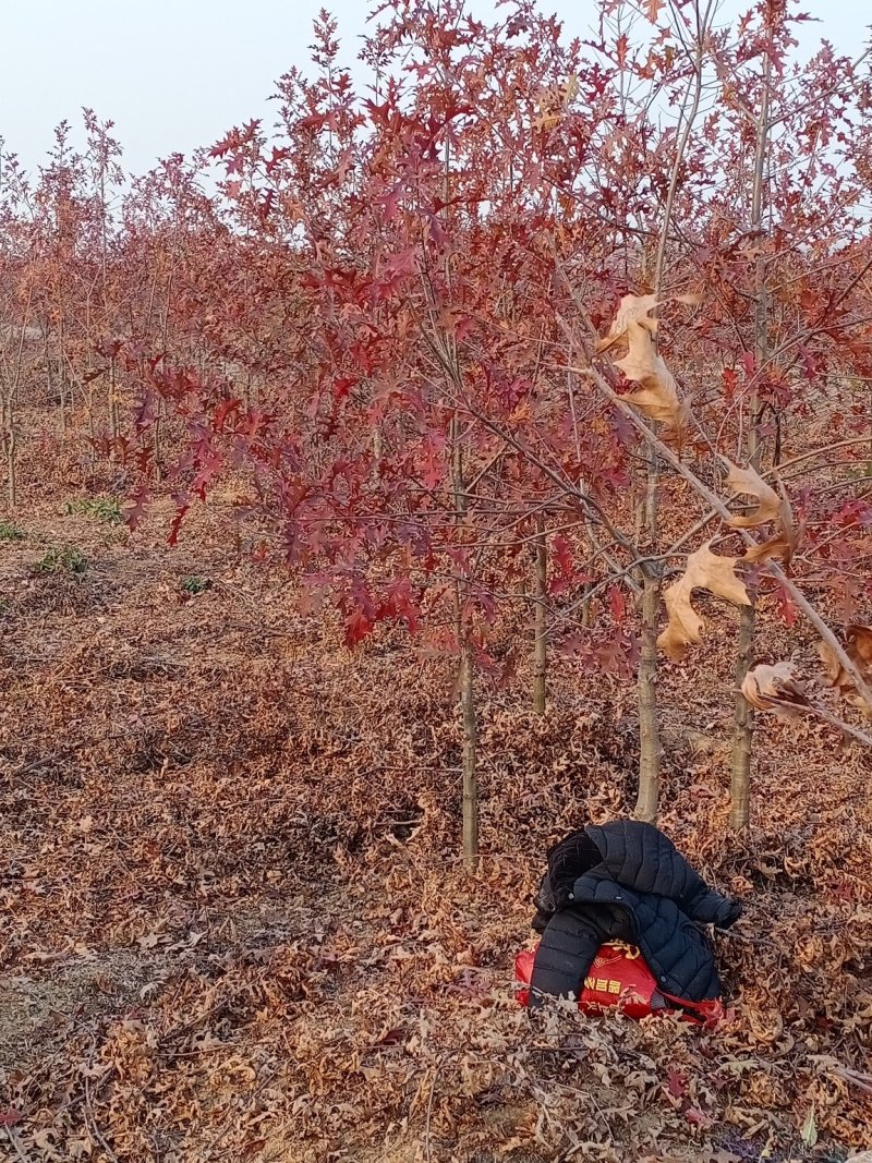 娜塔栎舒玛栎沼生栎红橡木树红楠量大可以直接基地选苗