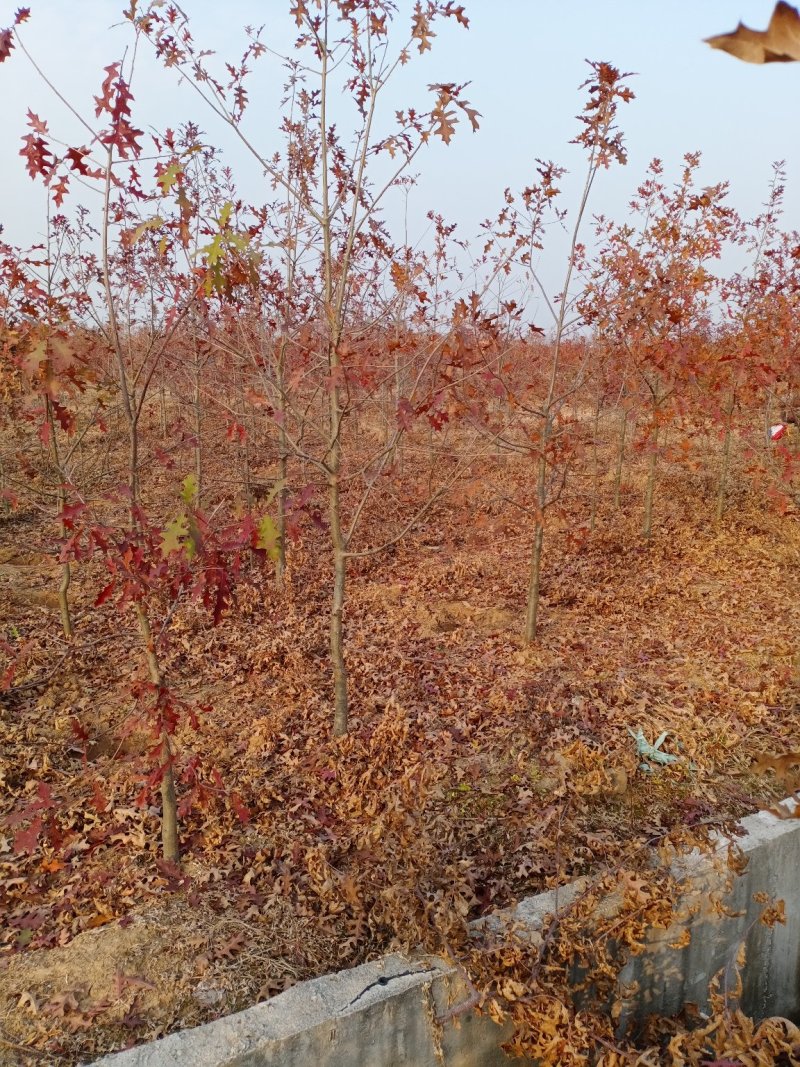娜塔栎舒玛栎沼生栎红橡木树红楠量大可以直接基地选苗