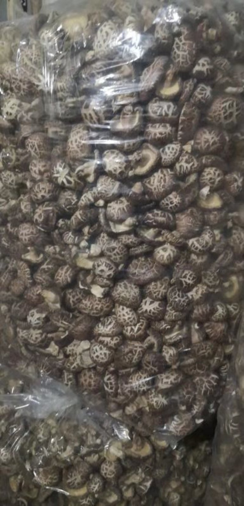 一件代发椴木茶花菇椴木干香菇整箱18公斤起批包邮