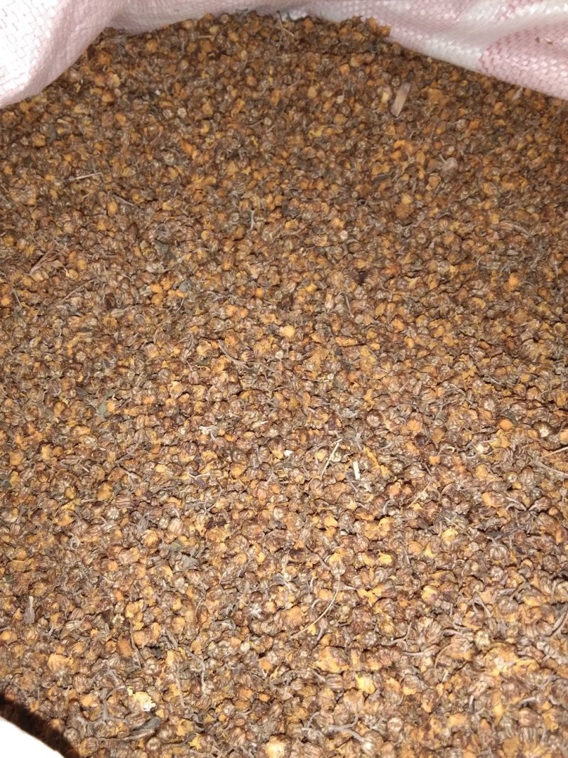 野菊花早期小颗粒