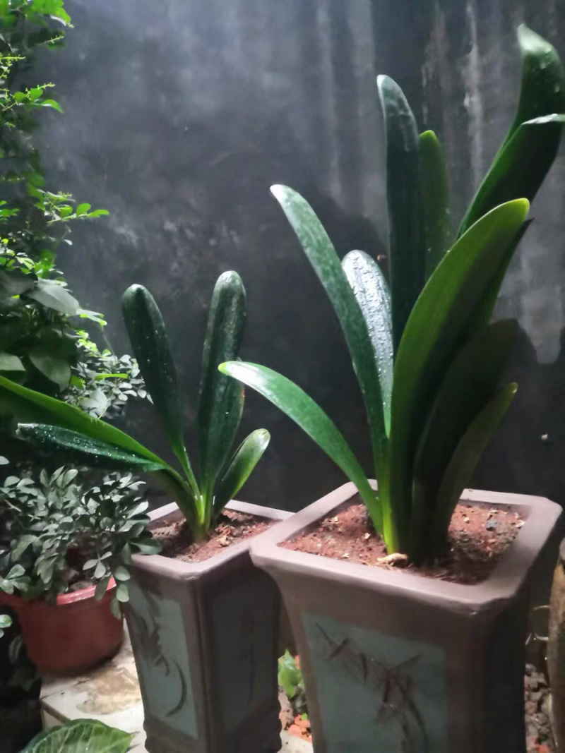❤️❤️❤️君子兰四季花卉盆栽植物有会开花