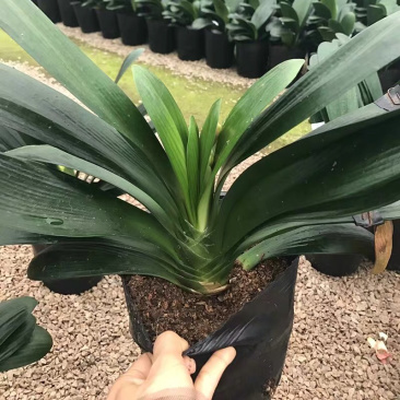 ❤️❤️❤️君子兰四季花卉盆栽植物有会开花