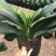 ❤️❤️❤️君子兰四季花卉盆栽植物有会开花