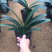❤️❤️❤️君子兰四季花卉盆栽植物有会开花
