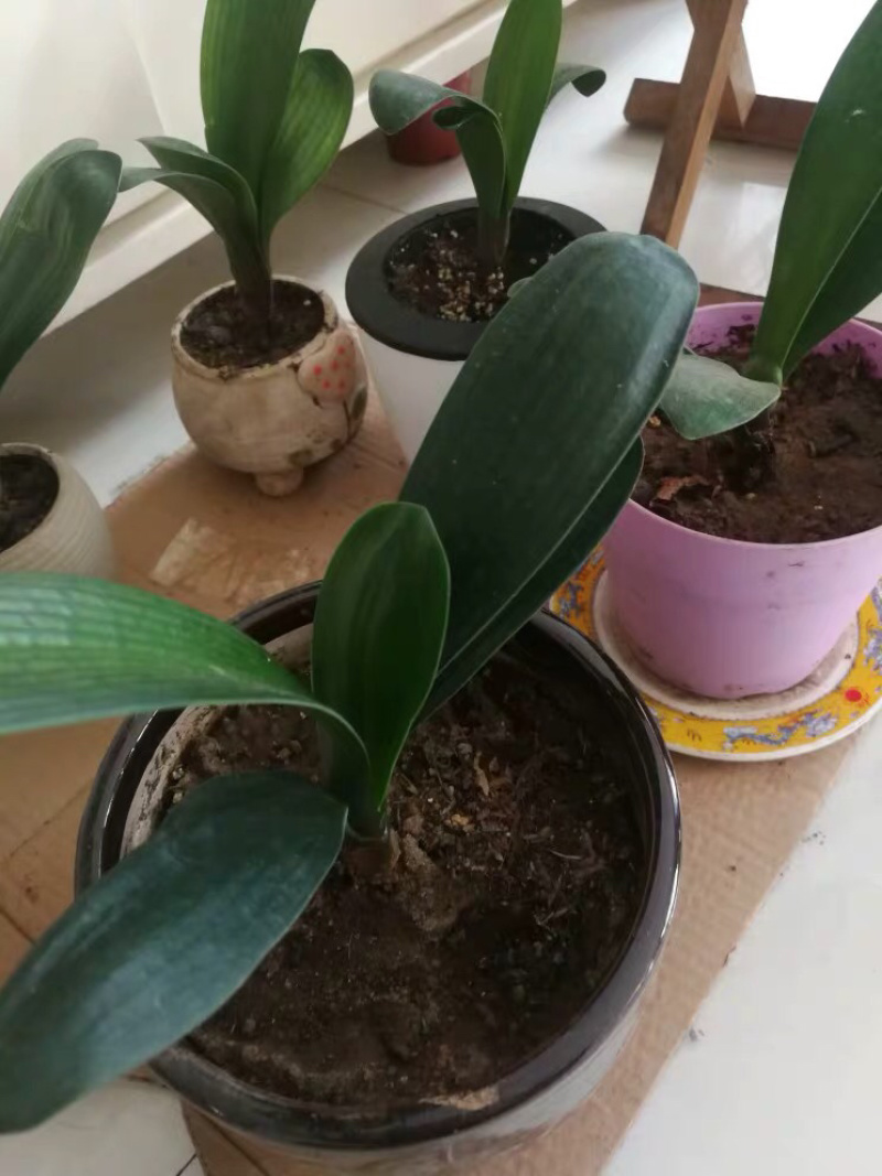 ❤️❤️❤️君子兰四季花卉盆栽植物有会开花