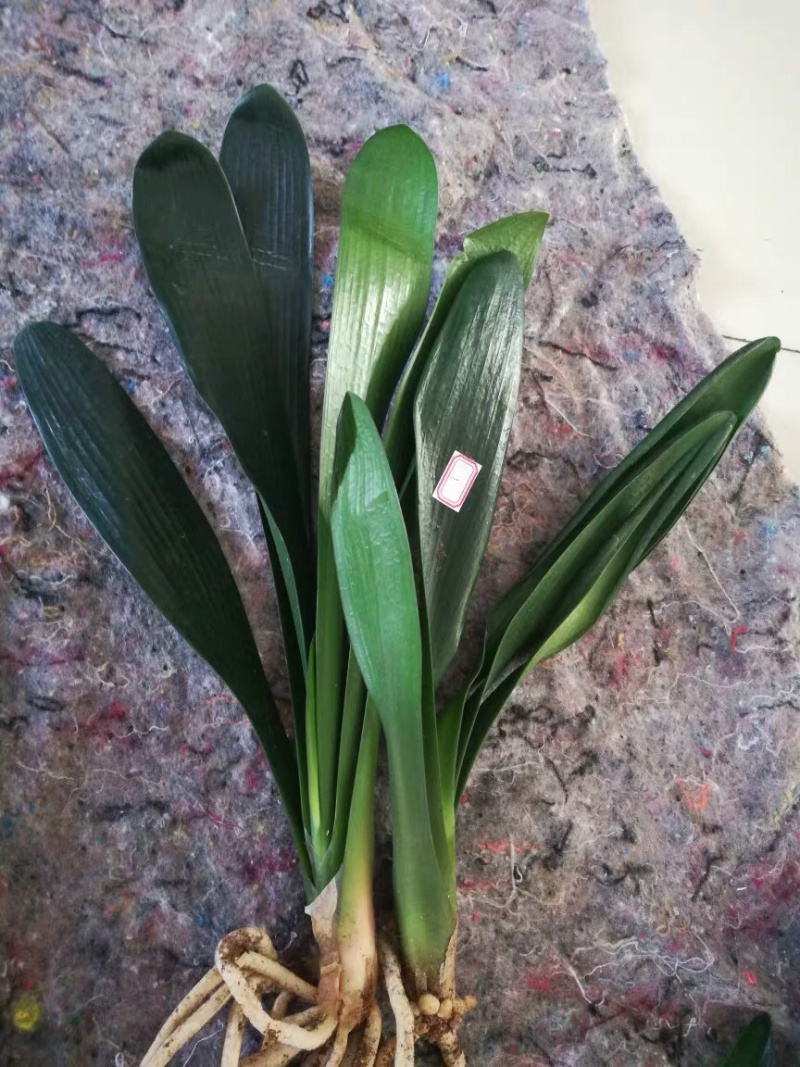 ❤️❤️❤️君子兰四季花卉盆栽植物有会开花