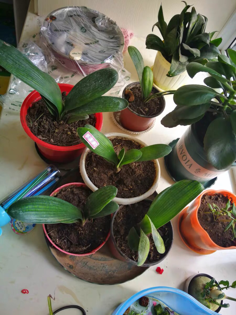 ❤️❤️❤️君子兰四季花卉盆栽植物有会开花