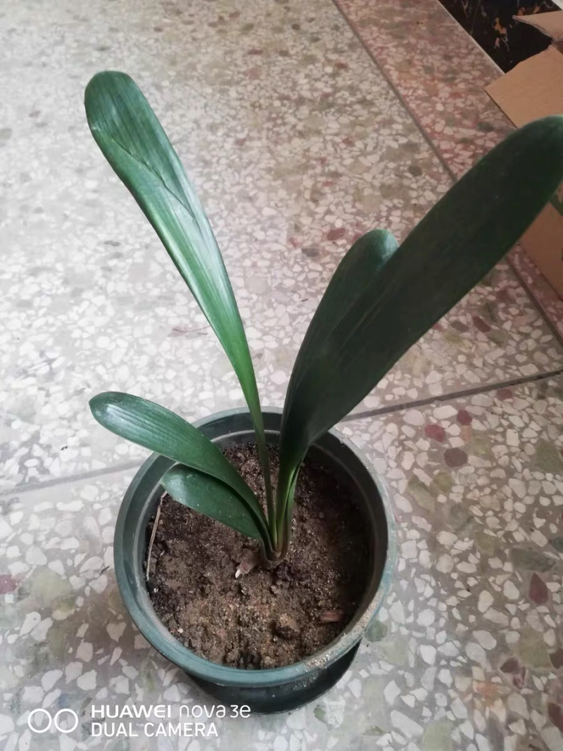❤️❤️❤️君子兰四季花卉盆栽植物有会开花