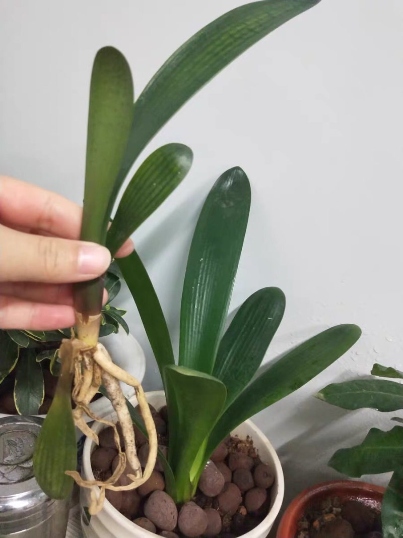 ❤️❤️❤️君子兰四季花卉盆栽植物有会开花