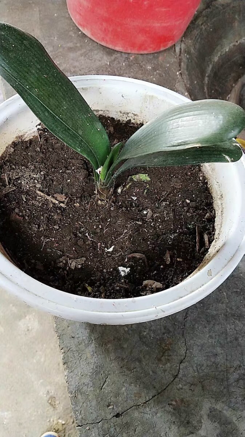 ❤️❤️❤️君子兰四季花卉盆栽植物有会开花