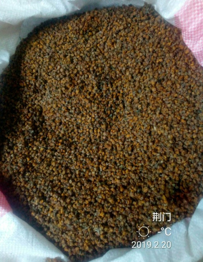 野菊花早期小颗粒