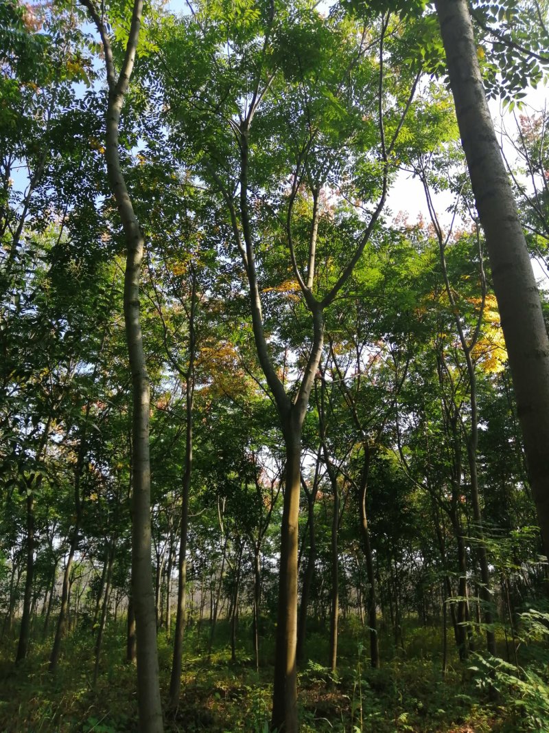1500亩黄山栾树基地产地合肥肥西县，规格齐全大量供应