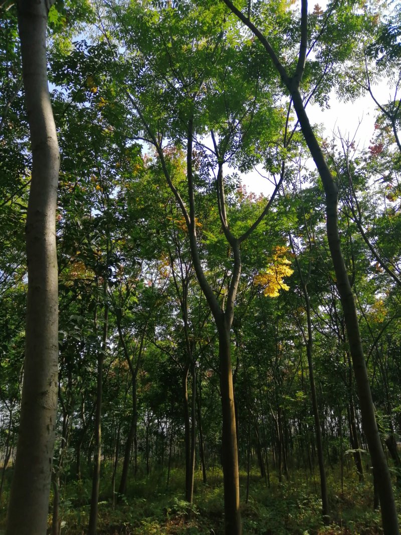 1500亩黄山栾树基地产地合肥肥西县，规格齐全大量供应