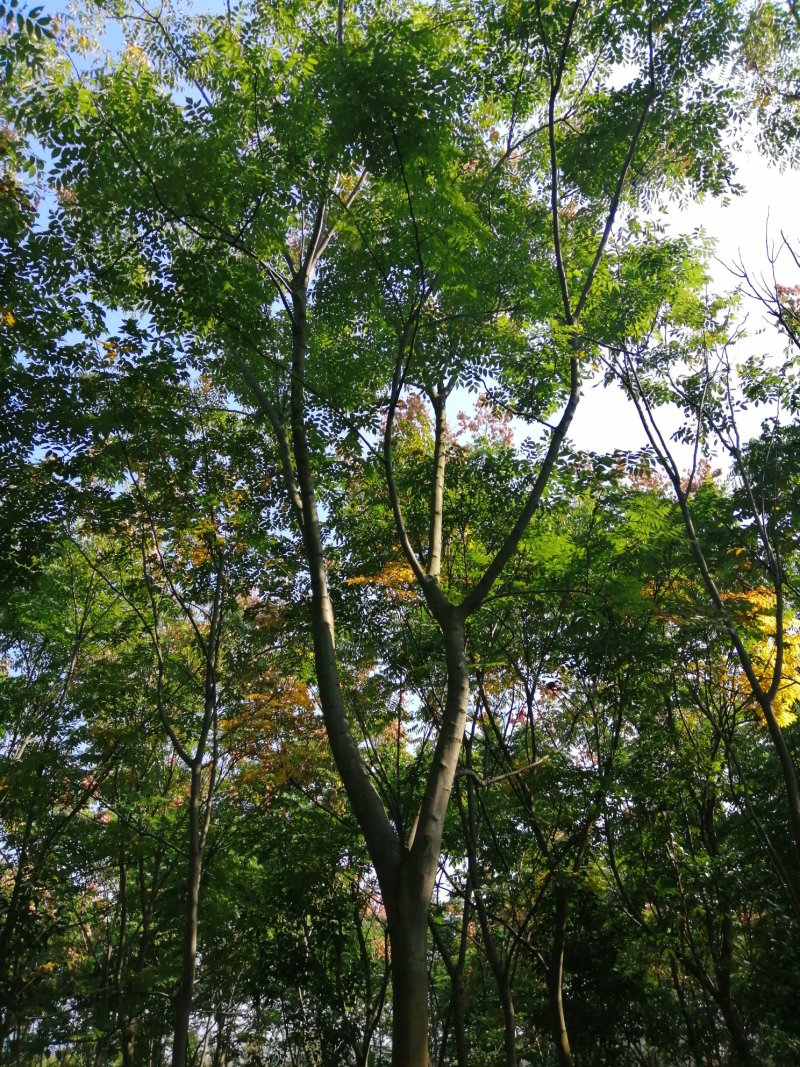 1500亩黄山栾树基地产地合肥肥西县，规格齐全大量供应