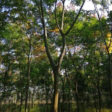 1500亩黄山栾树基地产地合肥肥西县，规格齐全大量供应