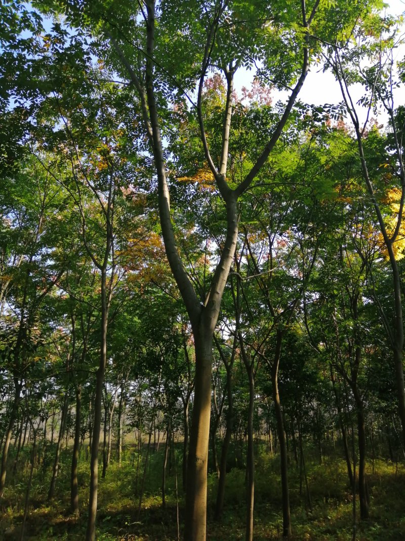 1500亩黄山栾树基地产地合肥肥西县，规格齐全大量供应