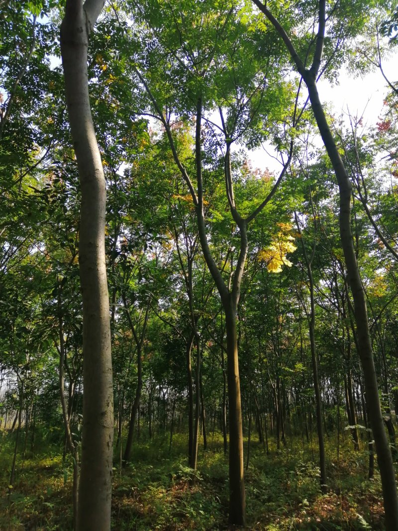 1500亩黄山栾树基地产地合肥肥西县，规格齐全大量供应