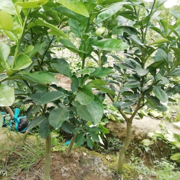 泰国红心青皮柚挂果树，基地直供，品种纯正，根系发达