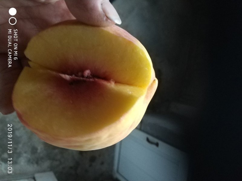 桃苗