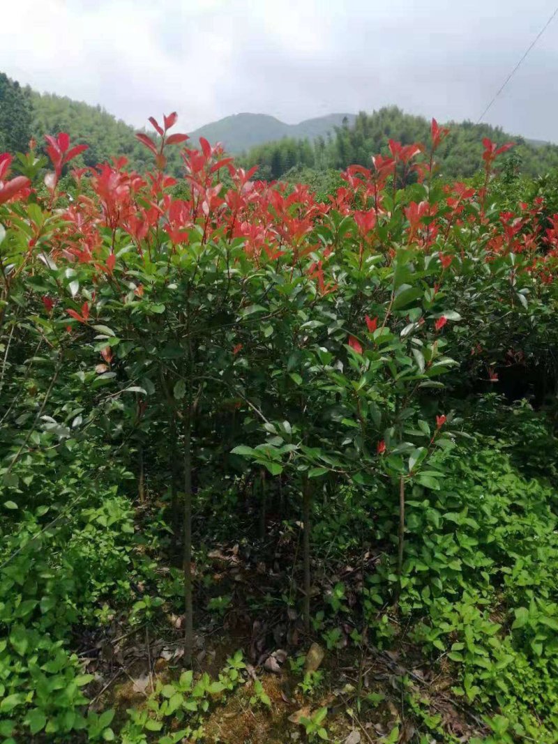 大量供应红叶石楠色块苗根系发达，存活率高，产地直销
