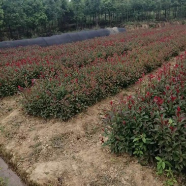 大量供应红叶石楠色块苗根系发达，存活率高，产地直销