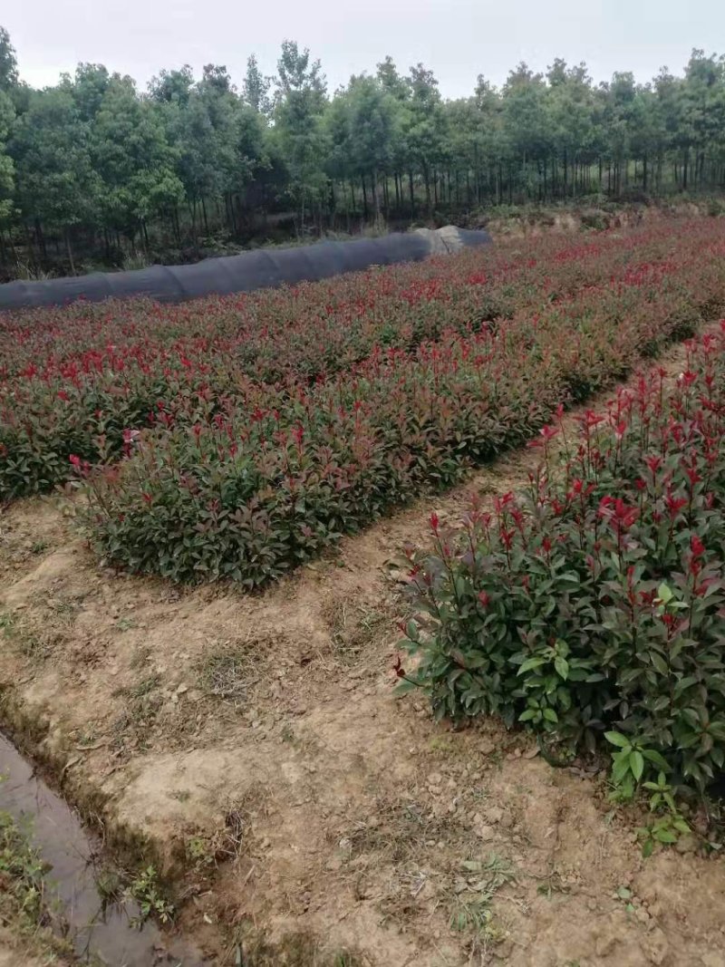 大量供应红叶石楠色块苗根系发达，存活率高，产地直销