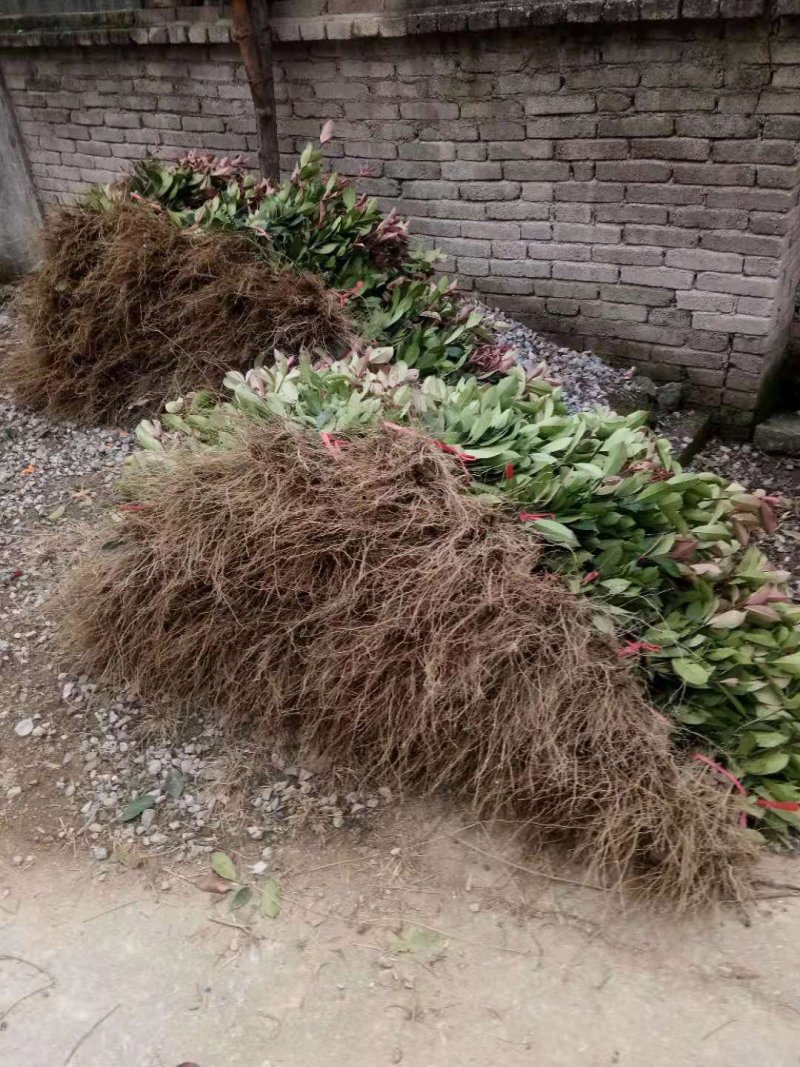 大量供应红叶石楠色块苗根系发达，存活率高，产地直销