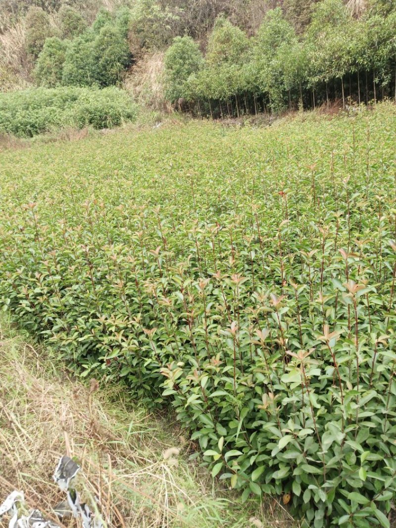 大量供应红叶石楠色块苗根系发达，存活率高，产地直销