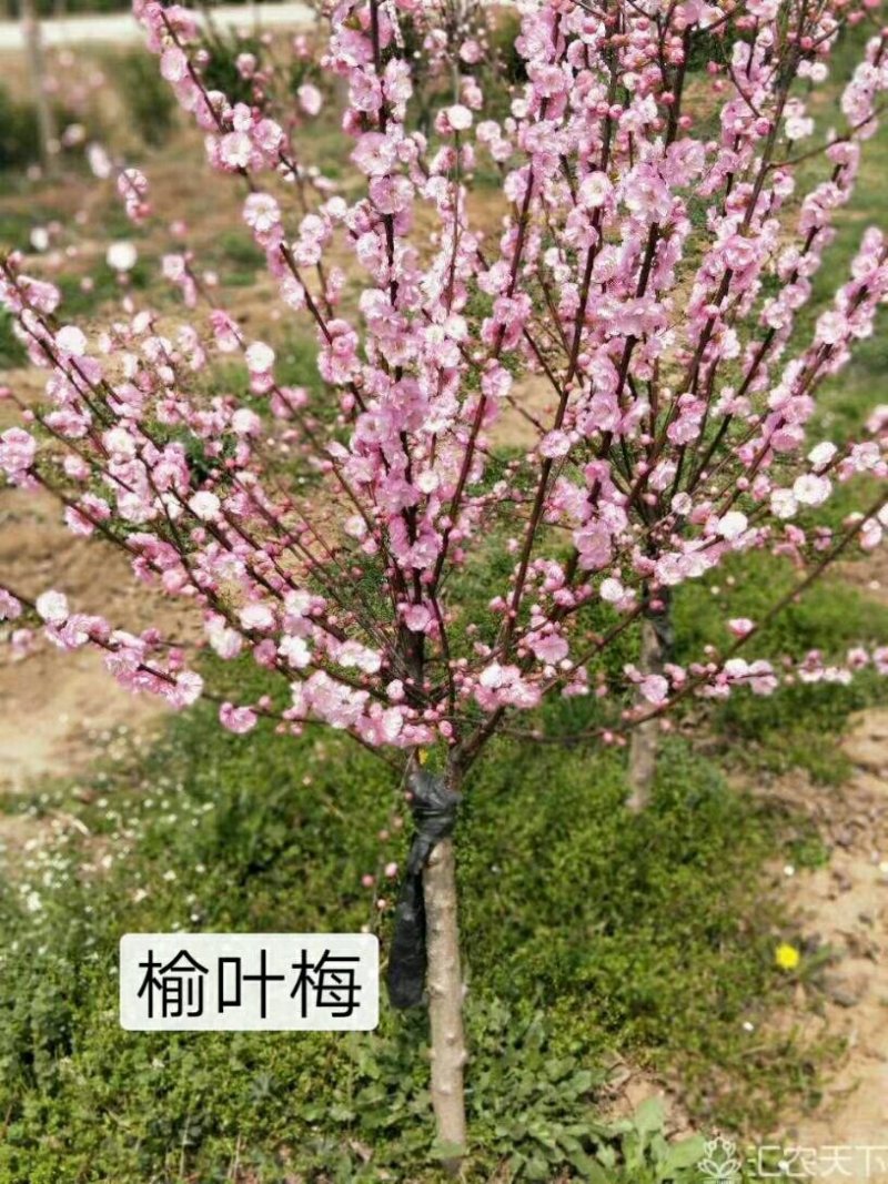 红梅绿化苗木嫁接类梅花
