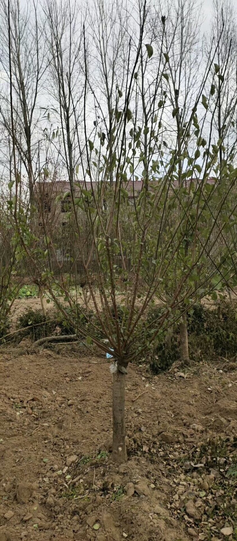 红梅绿化苗木嫁接类梅花