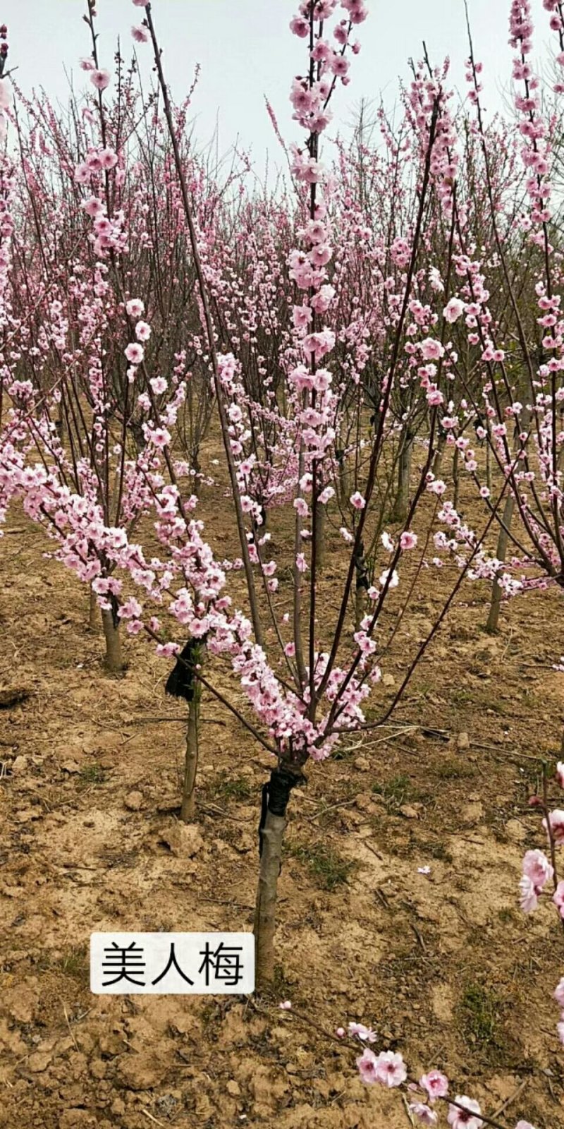 红梅绿化苗木嫁接类梅花