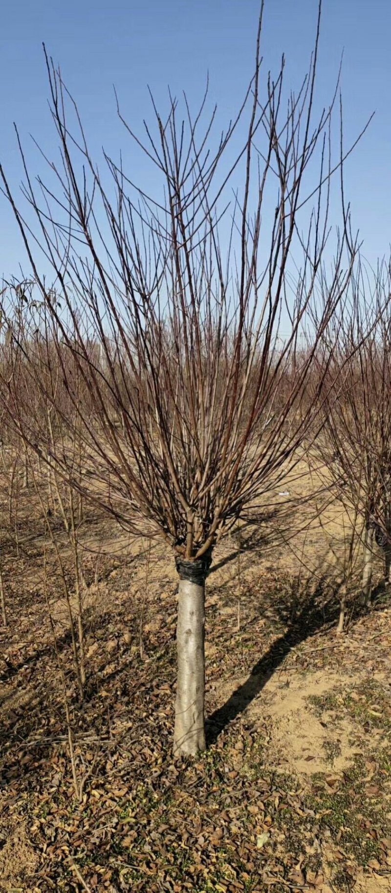红梅绿化苗木嫁接类梅花